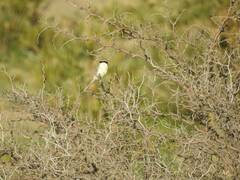 Lanius excubitor