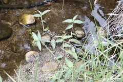 Commelina diffusa diffusa