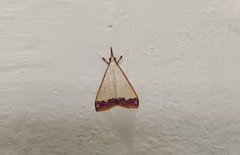 Autocharis hedyphaes