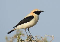 Oenanthe hispanica