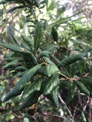 Lyonia