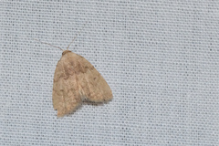 Anachrostis