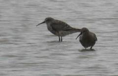 Calidris ferruginea