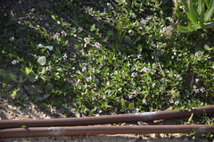 Magnoliopsida