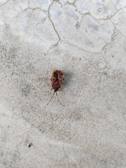 Urochela quadrinotata