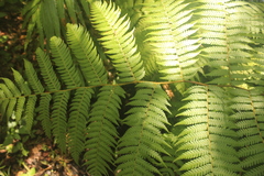 Megalastrum lanuginosum