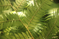 Megalastrum lanuginosum