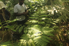 Megalastrum lanuginosum