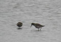 Calidris ferruginea