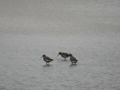 Calidris ferruginea
