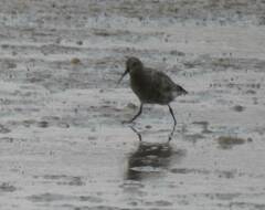 Calidris ferruginea