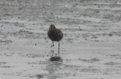 Calidris ferruginea
