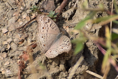 Junonia atlites
