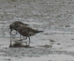 Calidris ferruginea