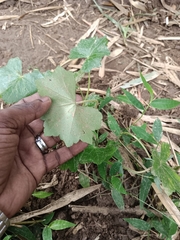 Hydrocotyle javanica