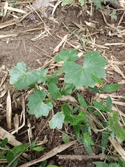 Hydrocotyle javanica