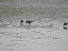 Calidris ferruginea