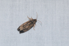 Cryptophlebia repletana