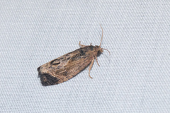 Cryptophlebia repletana
