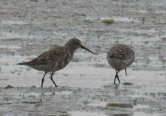 Calidris ferruginea