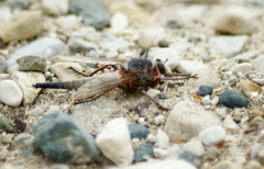 Proctacanthus milbertii