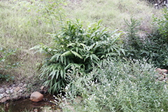 Hedychium