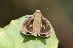 Suastus gremius