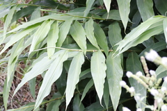Hedychium