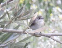 Ficedula hypoleuca