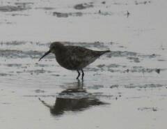 Calidris ferruginea