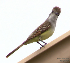 Myiarchus tyrannulus