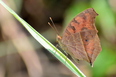 Junonia almana