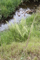 Thelypteris confluens