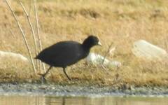 Fulica atra