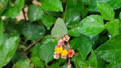 Cyanophrys herodotus