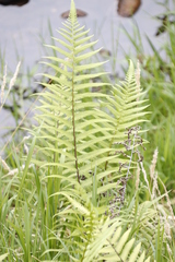 Thelypteris confluens