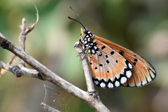 Acraea terpsicore