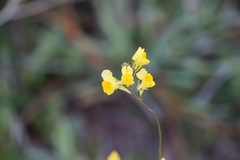 Linaria spartea