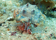 Dardanus pedunculatus