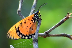 Acraea terpsicore