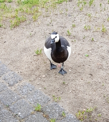 Branta leucopsis