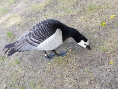 Branta leucopsis