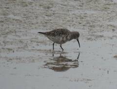 Calidris ferruginea