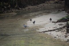 Leucophaeus fuliginosus