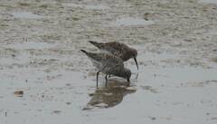 Calidris ferruginea