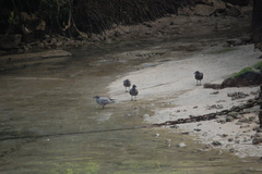 Leucophaeus fuliginosus