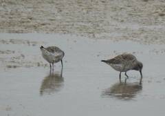 Calidris ferruginea