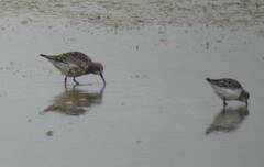 Calidris ferruginea