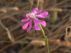 Silene colorata