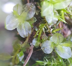 Plagiomnium undulatum